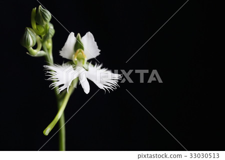 處女草 33030513
