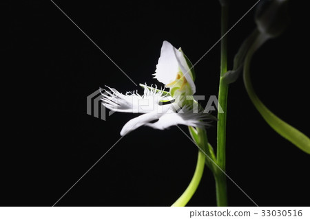 Virginity grass 33030516