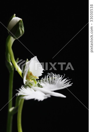 Virginity grass 33030538