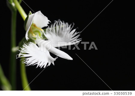 Virginity grass 33030539