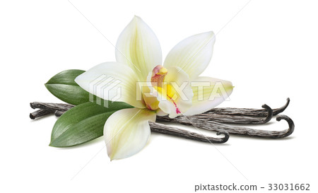 Vanilla with leaves horizontal pod isolated Vanilla with leaves horizontal pod isolated 33031662