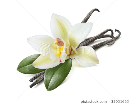 Vanilla sticks with leaves isolated on white Vanilla sticks with leaves isolated on white 33031663