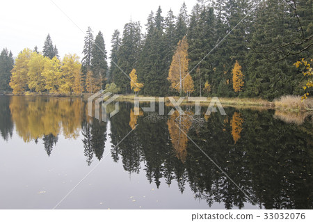 Forest on the banks of the pond 33032076