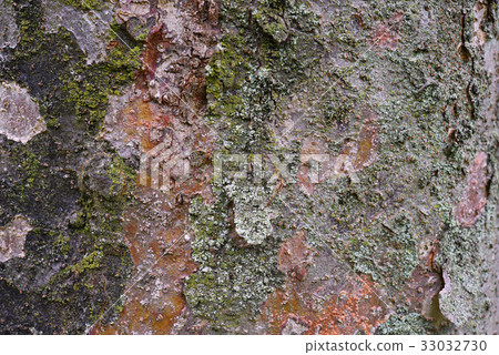 Bamboo shoot bark 33032730