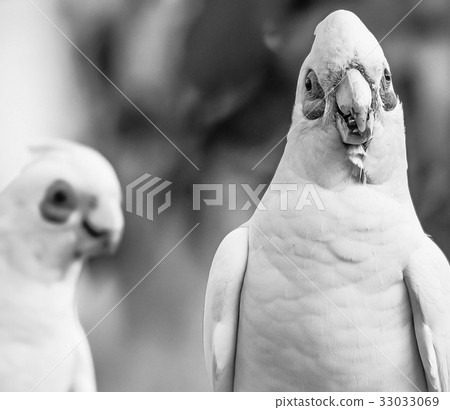 Corellas outside during the afternoon. 33033069