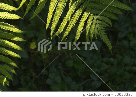 Fern leaf green foliage a natural plant background 33033383