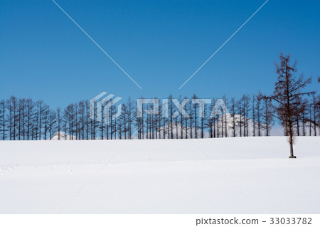雪原和落葉松屬樹木被排行的樹和藍天 33033782