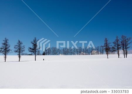 雪原和落葉松屬樹木被排行的樹和藍天 雪原和落葉松屬樹木被排行的樹和藍天 33033783