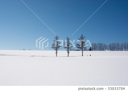 雪原和落葉松屬和藍天 雪原和落葉松屬和藍天 33033784