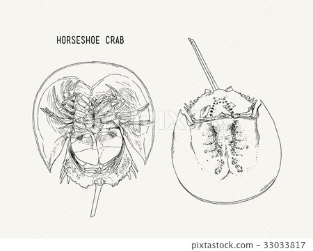 Horseshoe-crab hand draw sketch vector. Horseshoe-crab hand draw sketch vector. 33033817