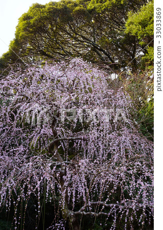 Uedai plum 33033869