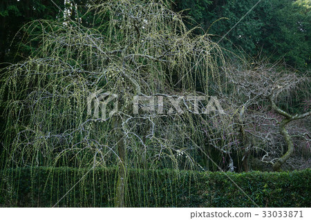 Uedai plum Uedai plum 33033871