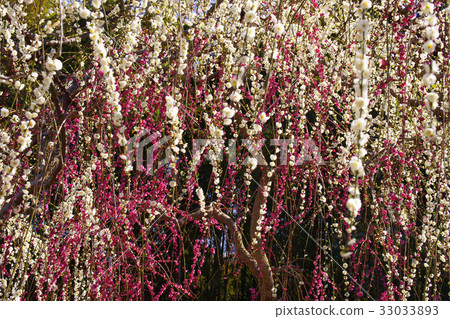 Uedai plum Uedai plum 33033893