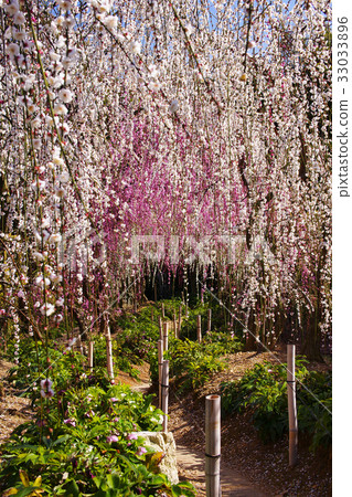 Uedai plum 33033896