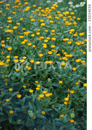 Himekin Kouka Himekinsenka Flower語言是“慈善” 33034656