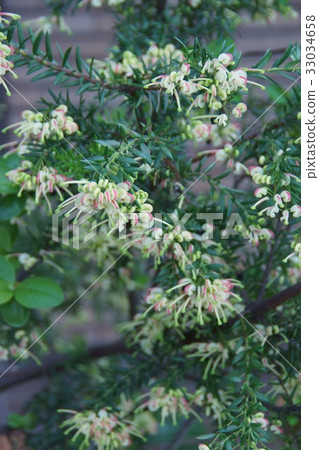 Grevillea Jubilee花語“等你” 33034658