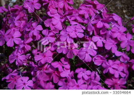 ShibaSakura Daniel Cushion Flower language is "burning love" 33034664