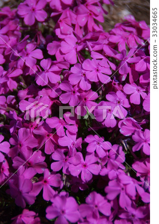 ShibaSakura Daniel Cushion Flower語言是“燃燒的愛” ShibaSakura Daniel Cushion Flower語言是“燃燒的愛” 33034665