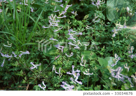 Jiro Bou Jun Hye Jiro Bow Enosaku Flower language "thinking of me" 33034676
