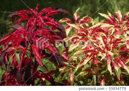 Hage tow reddish brown yellow pink 33034779