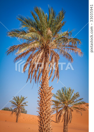 Palm tree in Erg Chebbi, at the western edge  33035941