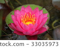 Lotus 33035973