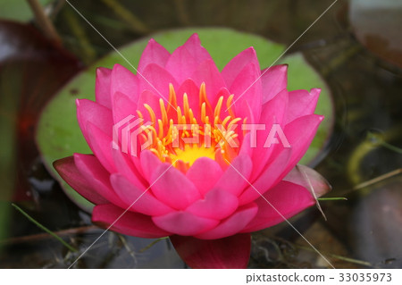 Lotus Lotus 33035973
