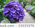 Hydrangea 33035976
