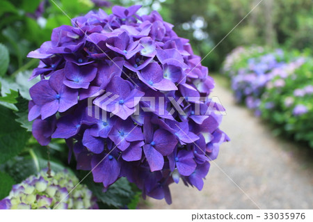 Hydrangea Hydrangea 33035976