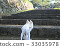 Dog's stairs 33035978