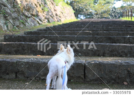 Dog's stairs Dog's stairs 33035978