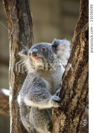 Koala Koala 33036099