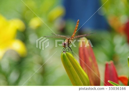 Oze岩崎百合花園的蜻蜓（Natsu Akane） 33036166