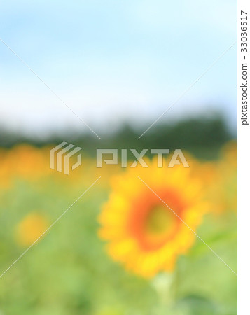 仲夏向日葵圖像Bokashi 33036517