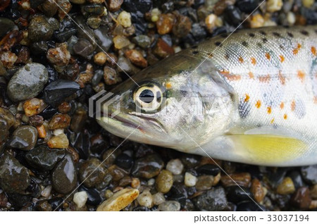 Amago (Amago) head Mountain stream fish that live in the river on the pacific side in western Japan Popular in mountain stream fishing 33037194