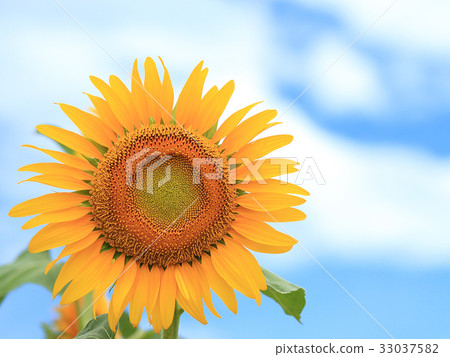 Midsummer Sunflower Midsummer Sunflower 33037582