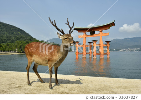 World Heritage Miyajima and Deer World Heritage Miyajima and Deer 33037827