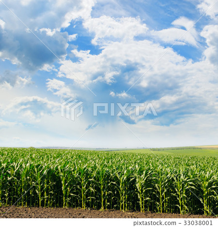 green field and blue sky 33038001