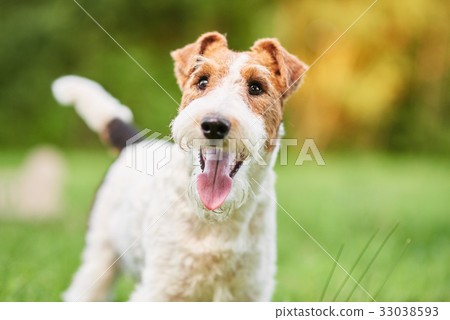 Adorable happy fox terrier dog at the park 33038593