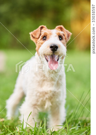 Adorable happy fox terrier dog at the park 33038597