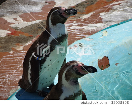 Penguins at the zoo 33038598