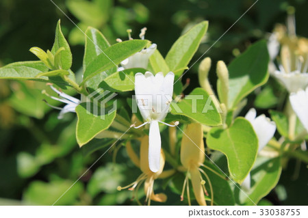 Honeysuckle flower (white) Honeysuckle flower (white) 33038755