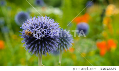 The bee collects nectar on a purple round flower. 33038885
