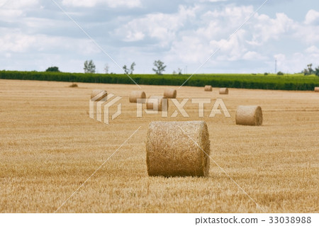Agricultural field with bales Agricultural field with bales 33038988