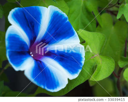 牽牛花 牽牛花 33039415