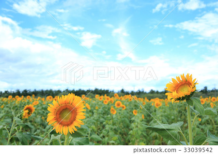 Midsummer Sunflower Midsummer Sunflower 33039542