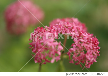 Pink hydrangea 33040223
