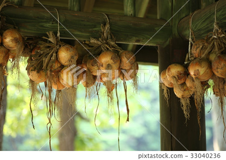 屋簷的洋蔥 33040236