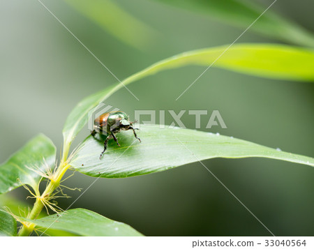 豆甲蟲 豆甲蟲 33040564