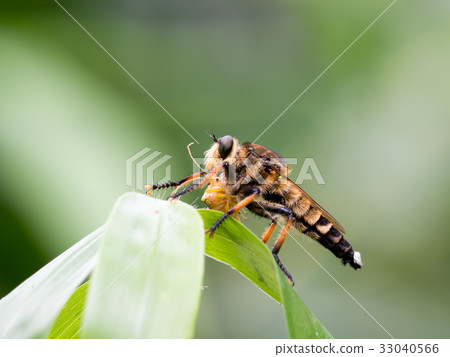 Shioyabu在捕食期間 33040566
